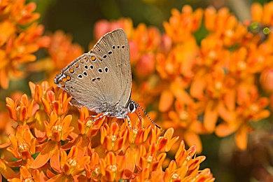 《生化危机9：安魂曲》新高清截图 游戏画面很逼真